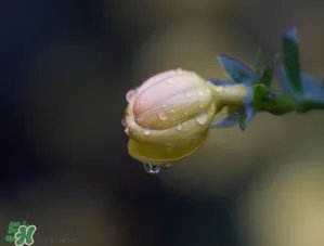 2017年谷雨是几月几号？2017年谷雨是哪一天？