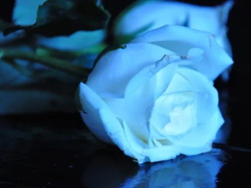 蓝玫瑰的花语是什么 为什么不要轻易送蓝玫瑰