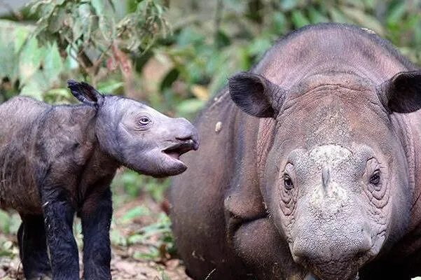 极度十大濒危动物排行榜：第一名产于中国如今几乎灭绝
