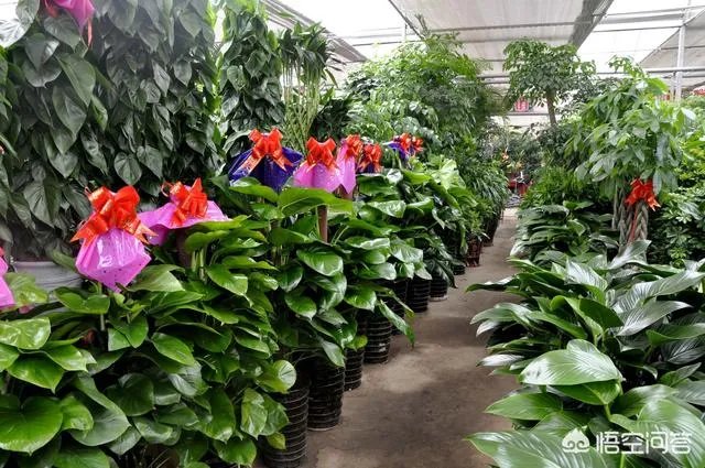 西安有几个花卉市场？