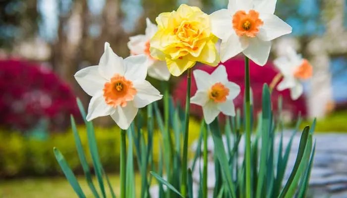 一花独放不是春百花齐放春满园是什么意思 百花齐放春满园懂得了什么