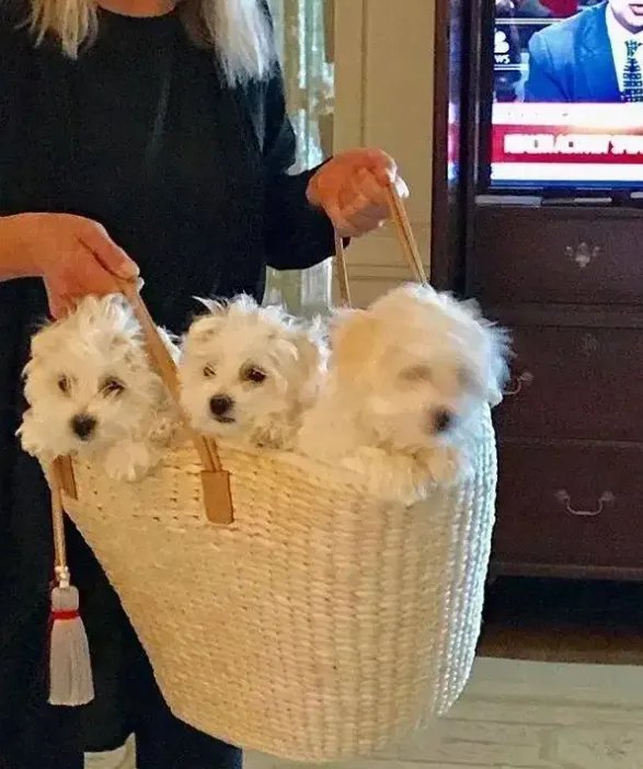 贫穷限制了想象！女子花25万克隆去世宠物狗，真能给她带来情感寄托？