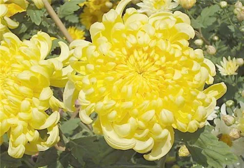 秋天开花的植物有哪些  7种常见的植物带来别具一格的效果