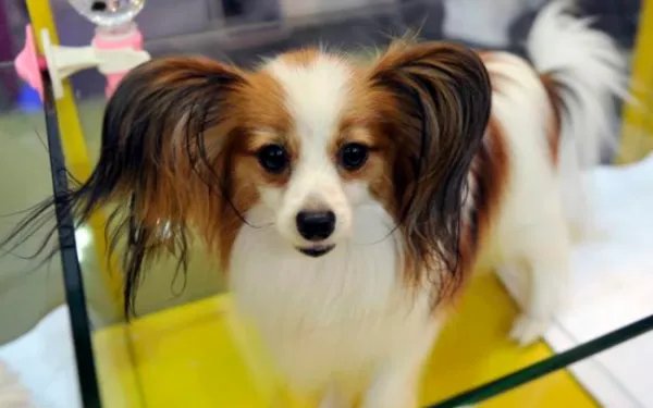 如何判断是蝴蝶犬幼犬