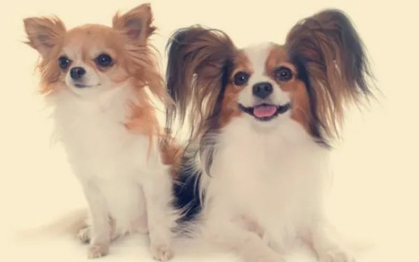 如何判断是蝴蝶犬幼犬