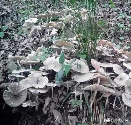 鸡枞与白毒伞的区别是什么？