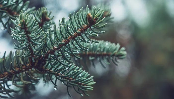 寒松赋文言文翻译 寒松赋的翻译