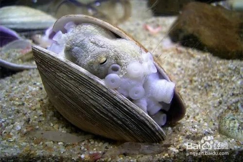 短蛸的分辨详细方法