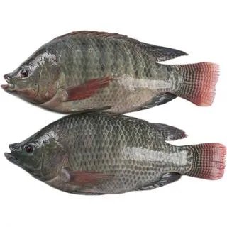 罗非鱼多少钱一斤