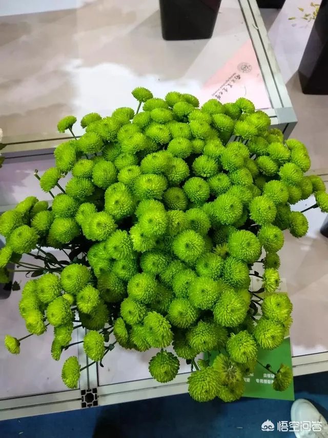 杨凌农高会有哪些新品种?