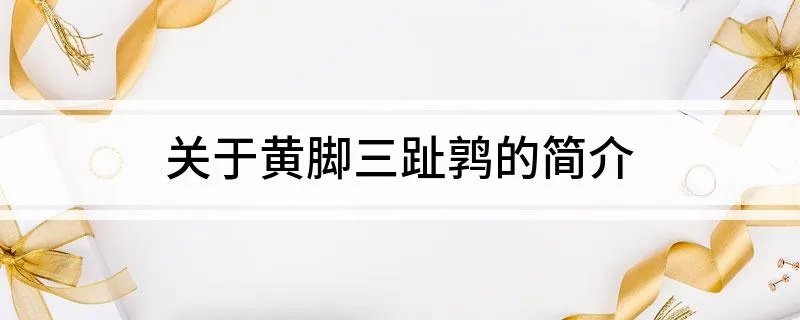 关于黄脚三趾鹑的简介