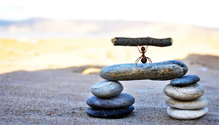 蚂蚁的生活习性