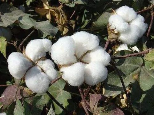 棉花种子贮藏注意事项 哪些棉花种子不能用