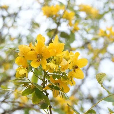 接触性皮炎是什么