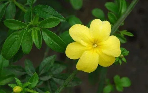 秋天开花的植物有哪些  7种常见的植物带来别具一格的效果