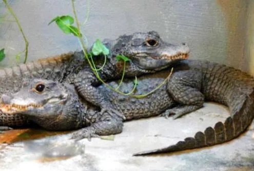非洲侏儒鳄真实图片长什么样 可以养殖当宠物吗