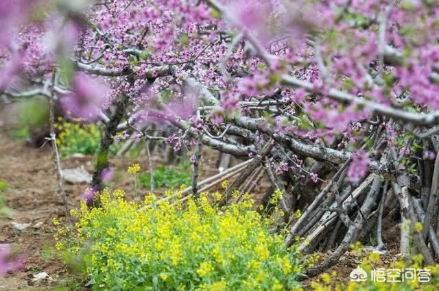 蒋大为唱的那首《在那桃花盛开的地方》，到底是哪个地方？