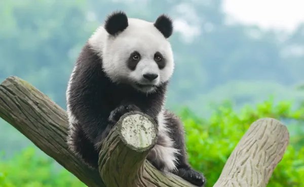 大熊猫生活在哪里?有什么特点