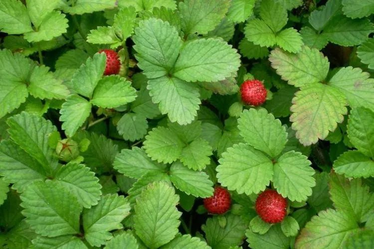 蛇含草的功效与作用图片