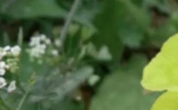 夏至的优美诗句