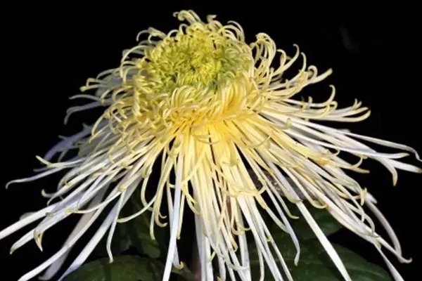 有关重阳节手抄报的内容