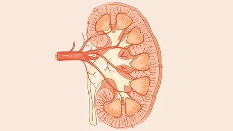 怎样快速降肌酐