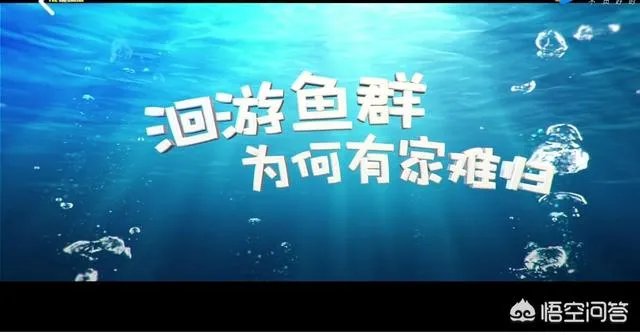 怎样看待《熊出没变形计》?