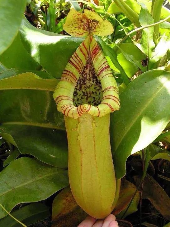 猪笼草种类图片 猪笼草怎么养