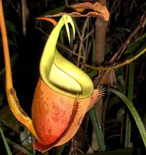 猪笼草种类图片 猪笼草怎么养