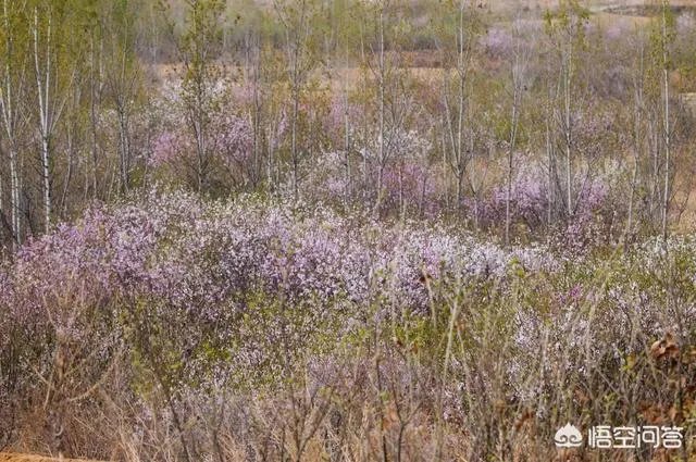 蒋大为唱的那首《在那桃花盛开的地方》，到底是哪个地方？