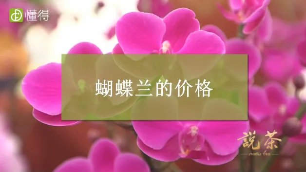 蝴蝶兰价格