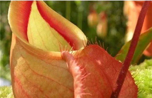 猪笼草种类图片 猪笼草怎么养