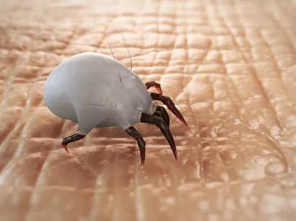 床上螨虫怎么产生的