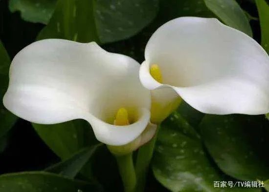 马蹄莲有毒吗？马蹄莲适合室内养吗？