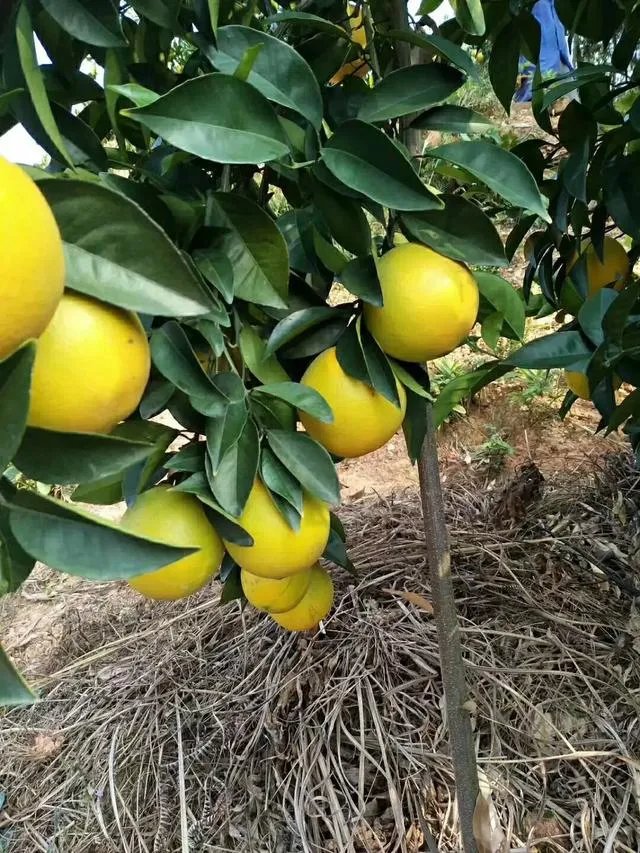 江西赣南脐橙和四川的