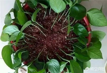 绿萝怎么扦插？