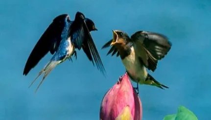 在所有鸟类当中，尖尾雨燕的飞行速度究竟有多快？