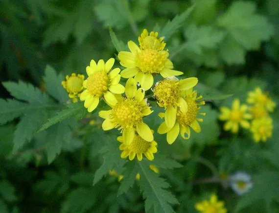 菊花可以做枕头吗 菊花枕头的功效与作用