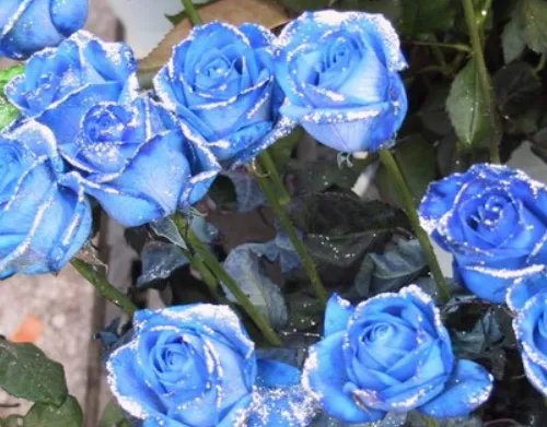 蓝玫瑰的花语是什么 为什么不要轻易送蓝玫瑰