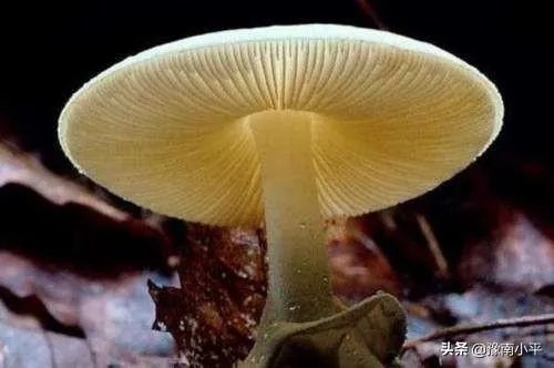 鸡枞与白毒伞的区别是什么？