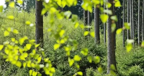 枯木逢春犹再发下一句是什么？