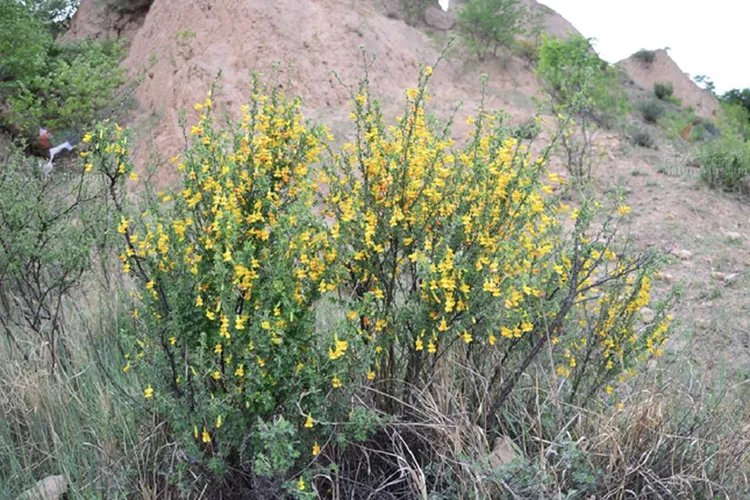 阳雀花图片大全
