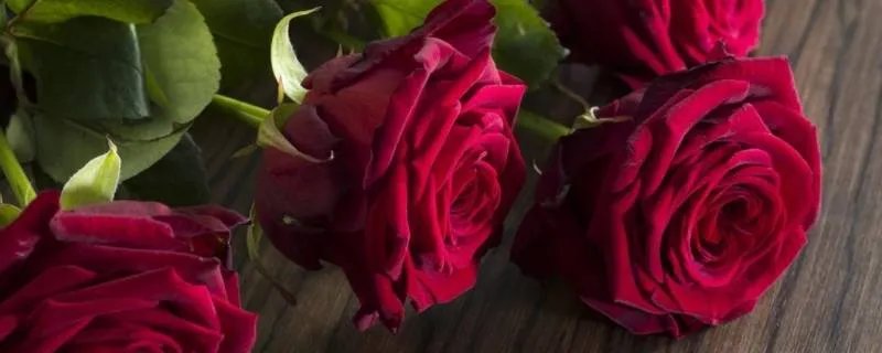 十八朵红玫瑰花代表什么意思