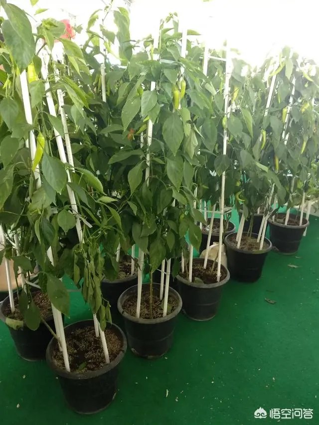 杨凌农高会有哪些新品种?