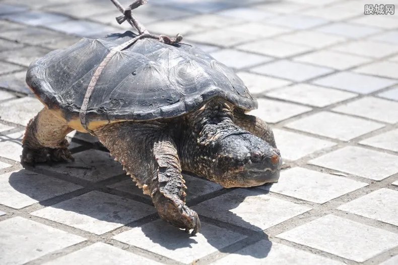 鳄鱼龟价格多少钱一斤 最新市场售价介绍