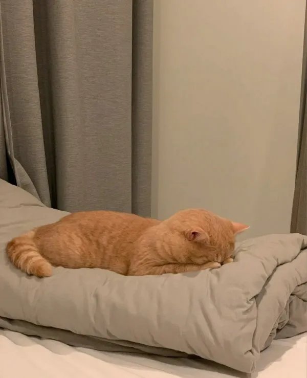 为什么人类会觉得猫科动物可爱