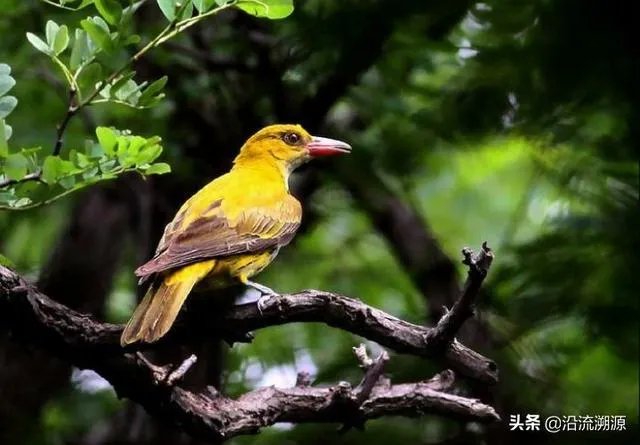 小溪泛尽却山行的“却”是什么意思？