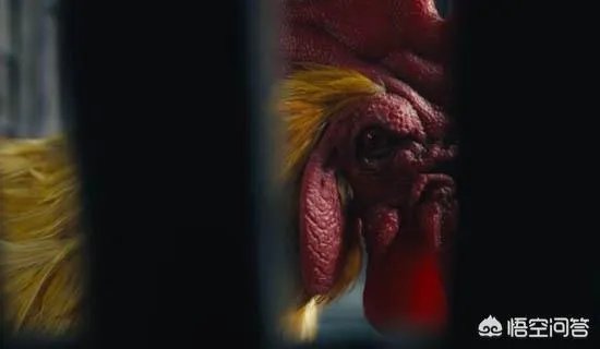 怒晴湘西中怒晴鸡怎么打不过六翅蜈蚣，它不是蜈蚣的克星吗？