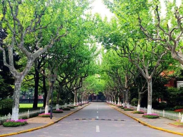 英国梧桐和梧桐的区别