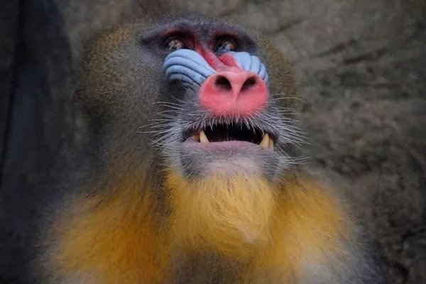 十大奇怪的动物